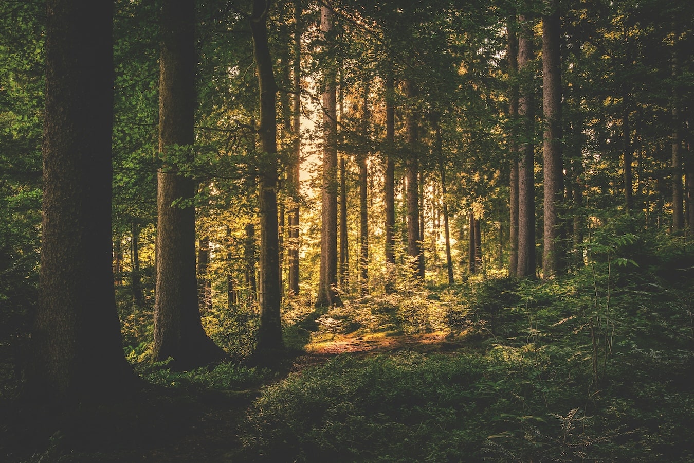 dantų implanto gijimo laikotarpis Miško klinikoje