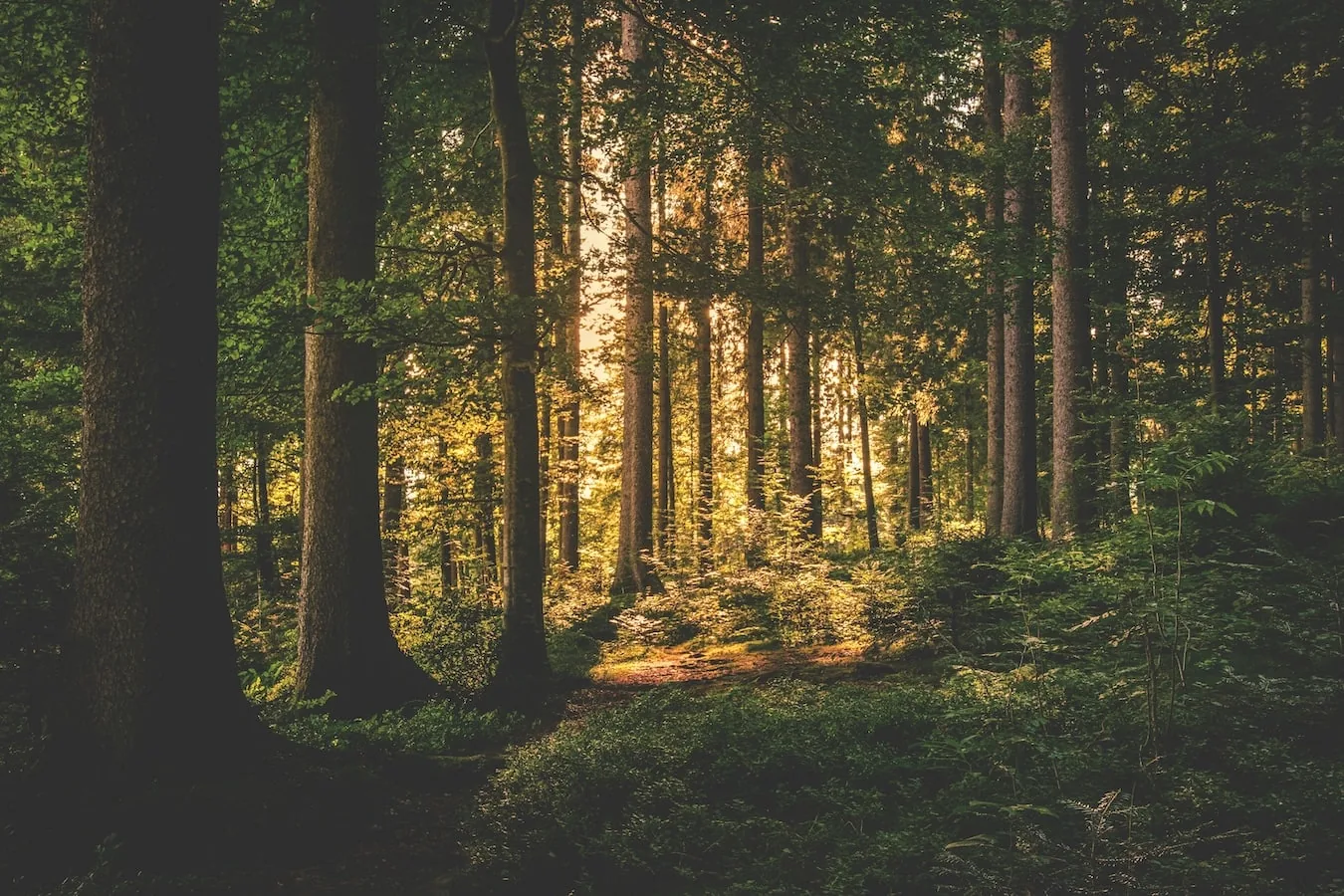 dantų implanto gijimo laikotarpis Miško klinikoje